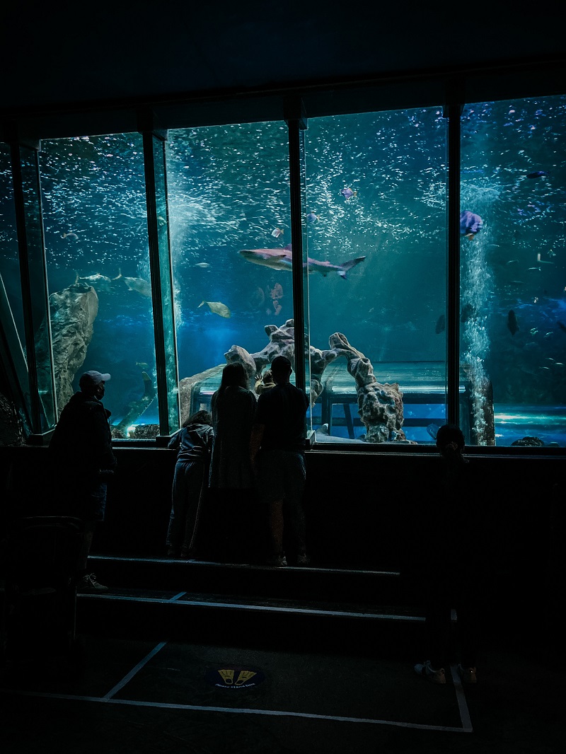New York Zoo Shark Tank
